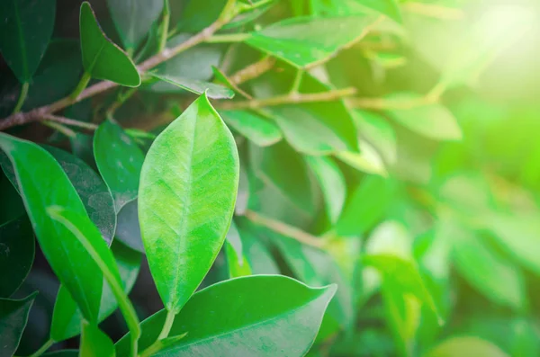 Close-up of light green foliage is outstanding.Natural look of leaves is a beautiful wallpapers or backgrounds.