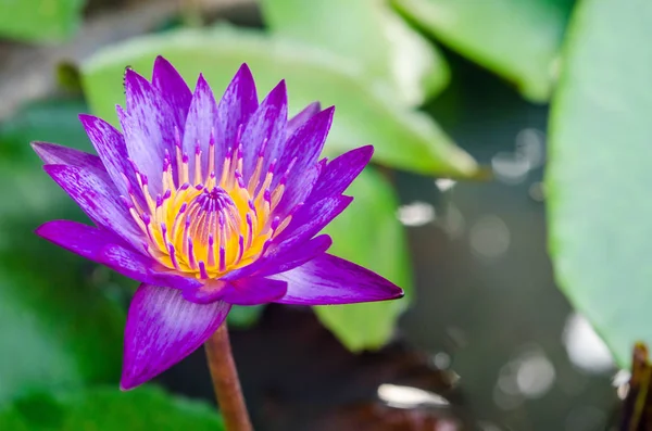 Close-up photo of blooming purple lotus It has beautiful yellow stamens Natural view of the purple lotus is beautiful.