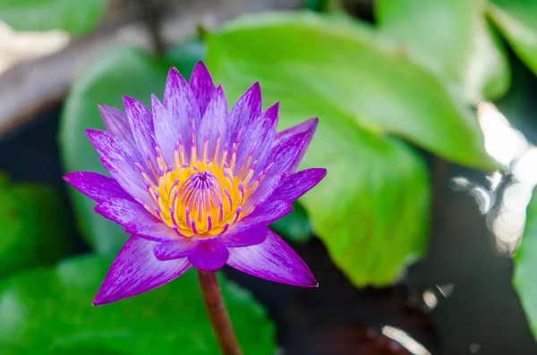 Close-up photo of blooming purple lotus It has beautiful yellow stamens Natural view of the purple lotus is beautiful.