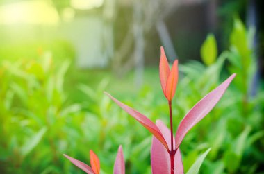 Yakın çekim yeşil yaprak yaprak-tomurcukları koymak kırmızı, zemin çalılar bulanık olduğunu