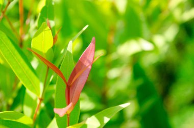 Yakın çekim yeşil yaprak yaprak-tomurcukları koymak kırmızı, zemin çalılar bulanık olduğunu