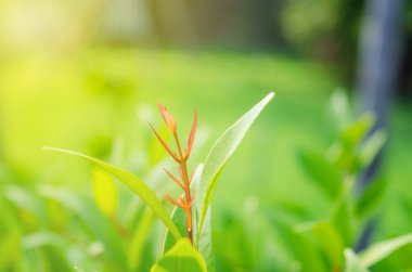 Yakın çekim yeşil yaprak yaprak-tomurcukları koymak kırmızı, zemin çalılar bulanık olduğunu