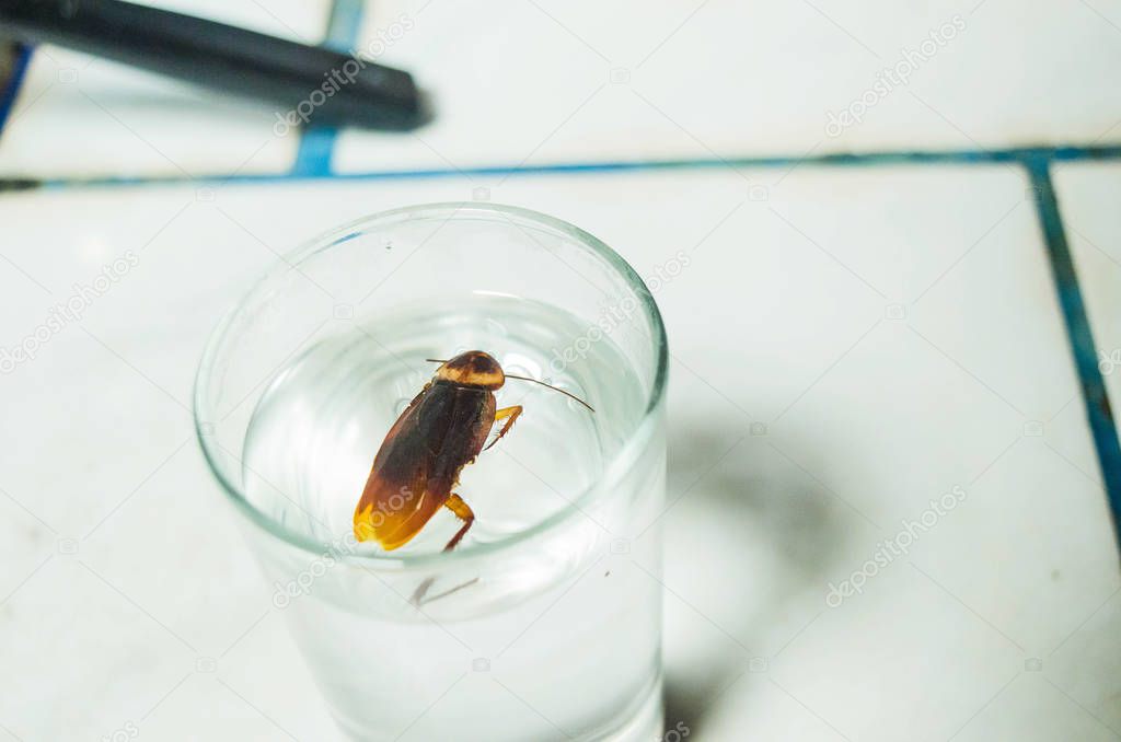 Close-up of dead cockroaches in a glass with water laid on a tile floor.