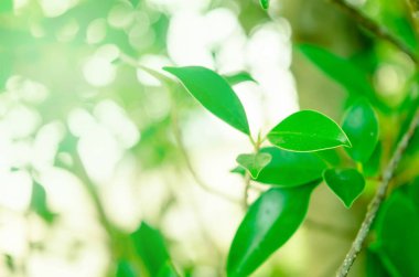 Yakın çekim yaprak yeşil arka plan bulanık.