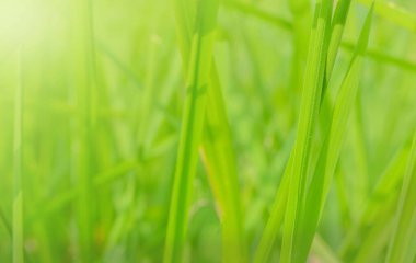 Çayırın arka planındaki yeşil çimlerin doğal görüntüsü yumuşak güneş ışığıyla bulanıklaştı. Bu kavram duvar kağıdı arkaplanı olarak kullanılır.