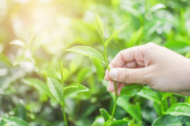 Çayı tutan elin görüntüsü Tayland 'da çay yaprakları