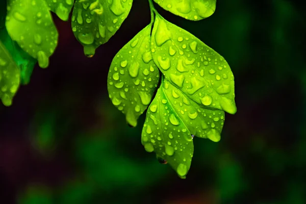 雨上がりの緑葉の上の水滴 — ストック写真