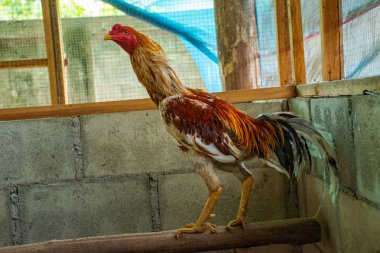 Dövüş horozu insan Güneydoğu Asya'da bir meslektir.