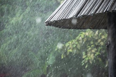 Tropik yağmur damlacıkları ile yağışlı sezon. Bambu çatıdan yağmur damlaları