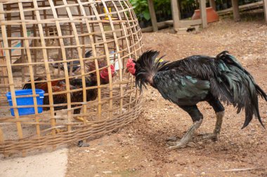 Dövüş horozu insan Güneydoğu Asya'da bir meslektir.