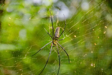 Fotoğraf örümcek yakın çekim.