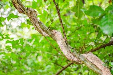 Bagajı ağacının kökleri etrafında vardır