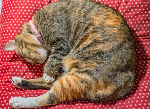 Thai Cats Gestures — Stock Photo, Image