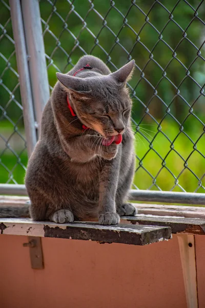 Tailandés Gatos Gestos — Foto de Stock