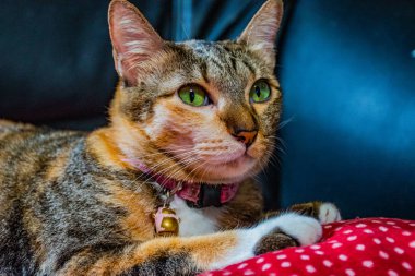 Tay cats doğada çeşitli hareketler içinde.