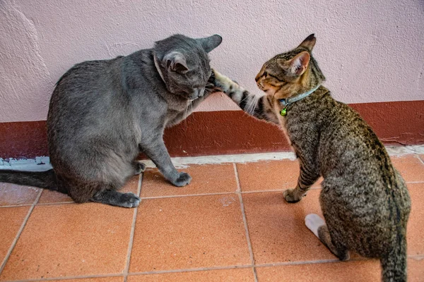 Tailandés Gatos Varios Gestos Naturaleza — Foto de Stock