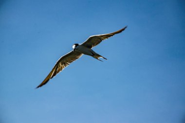 Deniz mavi gökyüzünde uçan kuşları özgürlüğü.