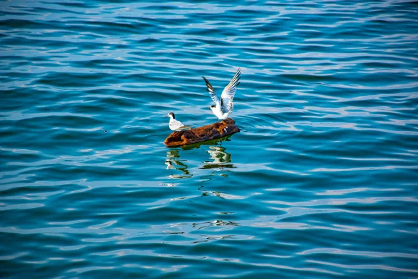 Pájaros volando en el mar . — Foto de Stock