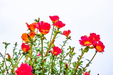 Beyaz arkaplanda çiçekler.