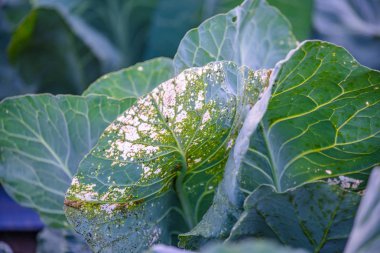 Bahçe zararlıları larva cabbagehead yaprakları yeme yakın çekim.