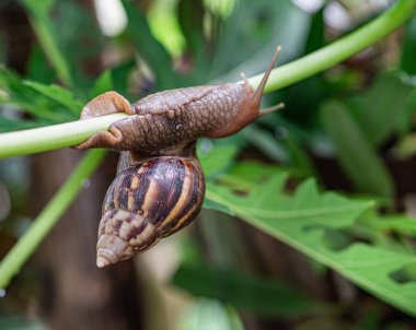 Bir dalda asılı salyangoz.