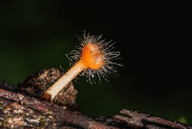 Turuncu mantar veya yağmur ormanlarında şampanya mantar.
