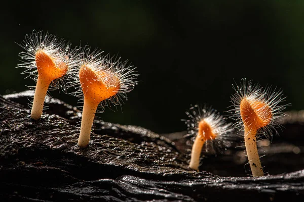 Orange mushroom or Champagne mushroom in rain forest. — Stock Photo, Image