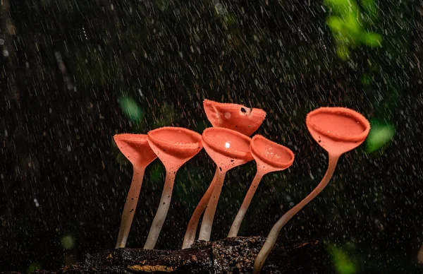Помаранчевий гриб або шампанський гриб у дощовому лісі . — стокове фото