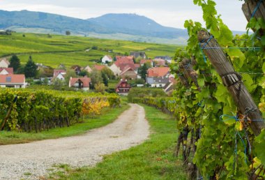 Kırsal patika boyunca Zellenberg (La Route des Vins dalsace iletken bir üzüm bağı)