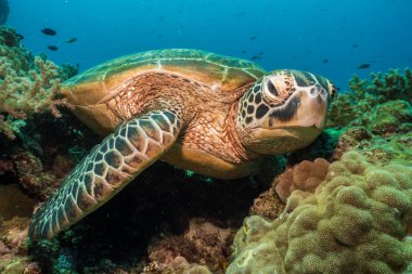 Yeşil kaplumbağa, (Chelonia Mydas) Balicasag Adası, Bohol, Filipinler