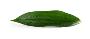 Beyaz arka planda taze yeşil yaprak