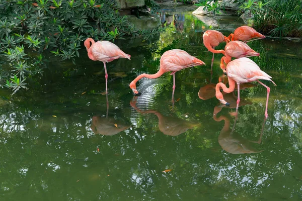 Flamingos Auf See Einem Park — Stockfoto
