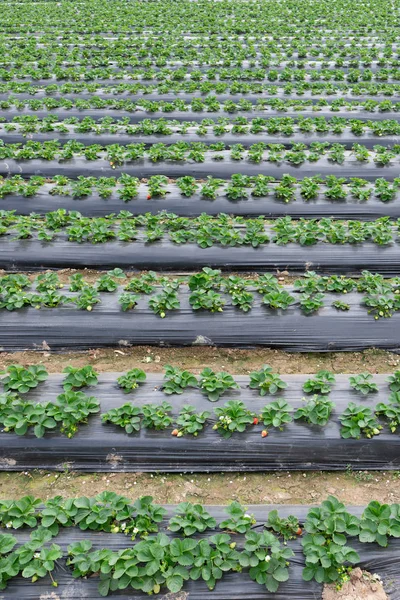 Field Strawberries — Stock Photo, Image