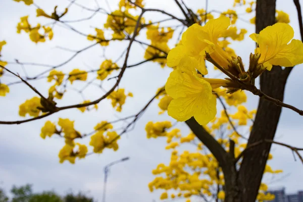 Bloeiende Boom Van Guayacan Handroanthus Chrysanthus — Stockfoto