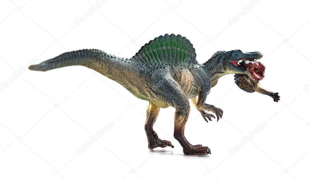 spinosaurus  biting a dinosaur body with blood on white