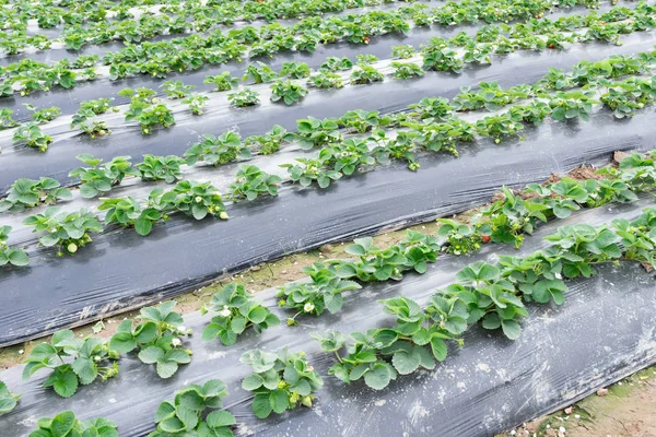 Field Strawberries Angle — Stock Photo, Image