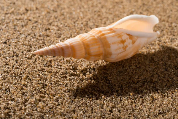 Side Veiw Conch Shell Sand — Stock Photo, Image