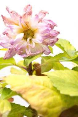 pembe Şakayık veya paeonia lactiflora bitki beyaz arka plan üzerinde soluk