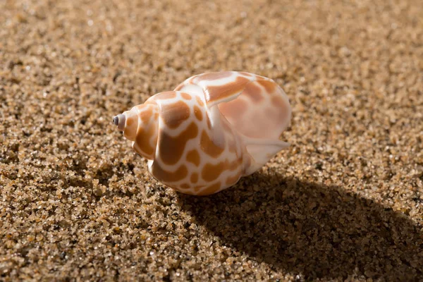 Side Veiw Conch Shell Sand — Stock Photo, Image