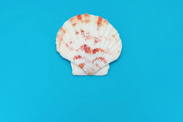 Top View Scallop Shell Blue Background — Stock Photo, Image