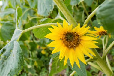 Solan ayçiçeği tarlası