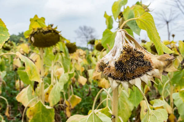 Field Fading Sunflowers — Stock Photo, Image