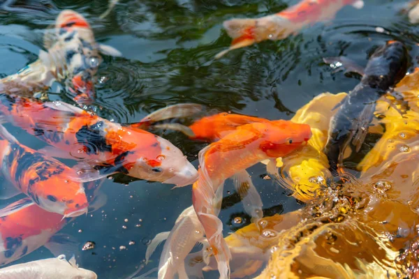 Beautiful Koi Carps Pond — Stock Photo, Image