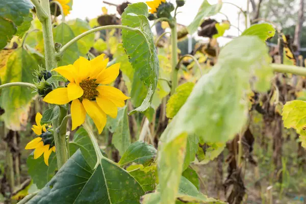 Field Fading Sunflowers — Stock Photo, Image