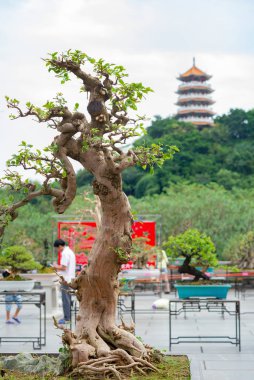Bonsai ağacı oryantal arka plan ile çiçek tencerede