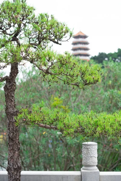 Bonsai Baum Blumentopf Mit Orientalischem Hintergrund — Stockfoto
