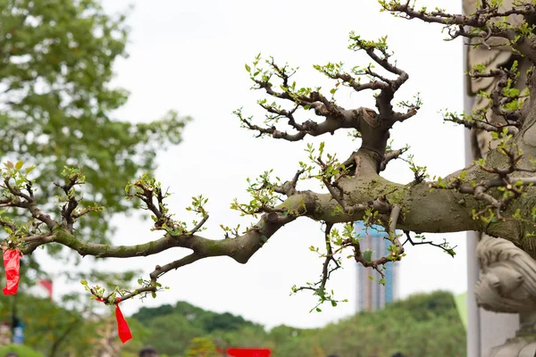 Bonsai Keleti Háttér Virágcserép — Stock Fotó