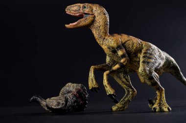 VelociRaptor koyu arka plan üzerinde bir dinozor gövdeli
