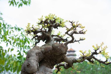 Bonsai ağacı oryantal arka plan ile çiçek tencerede