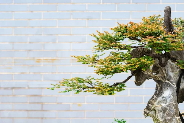 Bonsai Virágcserép — Stock Fotó